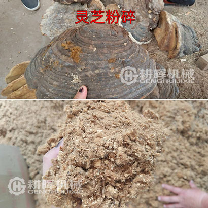靈芝粉碎機(jī)