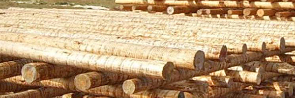 轉子式木材剝皮機原木剝皮機樹木去皮機枝干扒效果